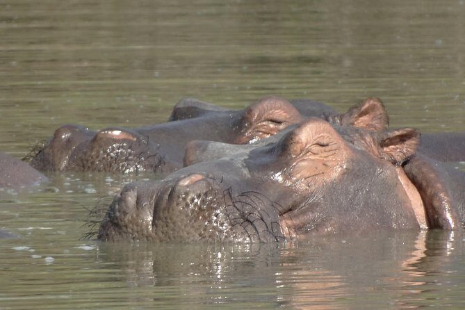 3 Days Safari to Nyerere National Park (Selous Game Reserve) - FAQ