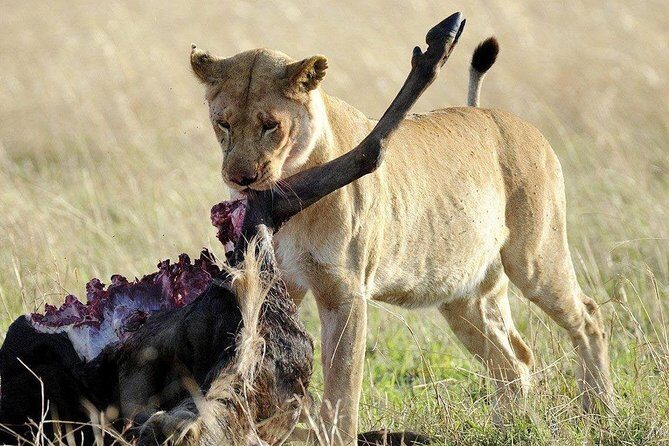 3 days safari to selous game reserve - FAQ  