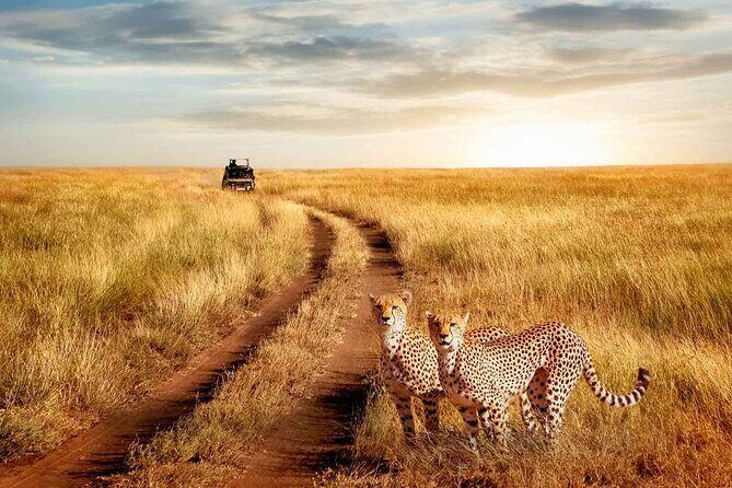 3 Days Safari to Serengeti National Park & Ngorongoro Crater in Tanzania - Authentic Encounters Cited in Reviews