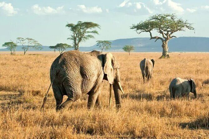 3 Days Safari to Serengeti National Park & Ngorongoro Crater in Tanzania - Who is This Tour Best For?