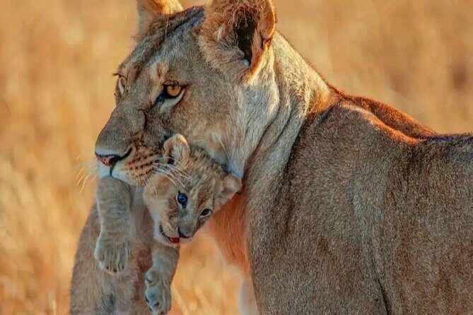 3 Days safari to Tarangire, Ngorongoro and Manyara national park - A Detailed Look at the 3-Day Tanzanian Safari