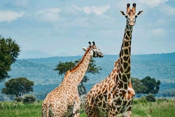 3 Days safari to Tarangire, Ngorongoro and Manyara national park - What to Expect from the Experience