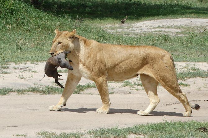 3 Days Safari to Tarangire NP, Ngorongoro Crater and Lake Manyara NP - Key Points
