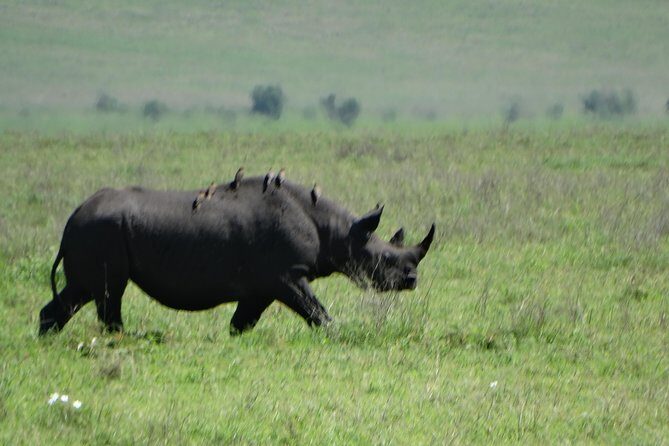3 Days Safari to Tarangire NP, Ngorongoro Crater and Lake Manyara NP - Detailed Breakdown of the Itinerary