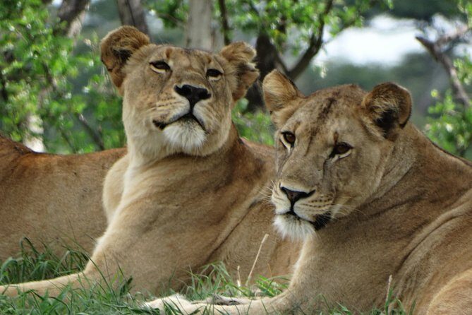 3 Days Safari to Tarangire NP, Ngorongoro Crater and Lake Manyara NP - Final Thoughts