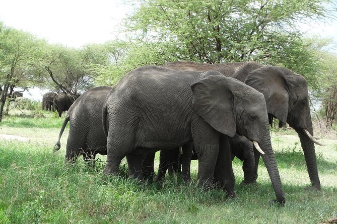 3 Days Safari to Tarangire NP, Ngorongoro Crater and Lake Manyara NP - Frequently Asked Questions