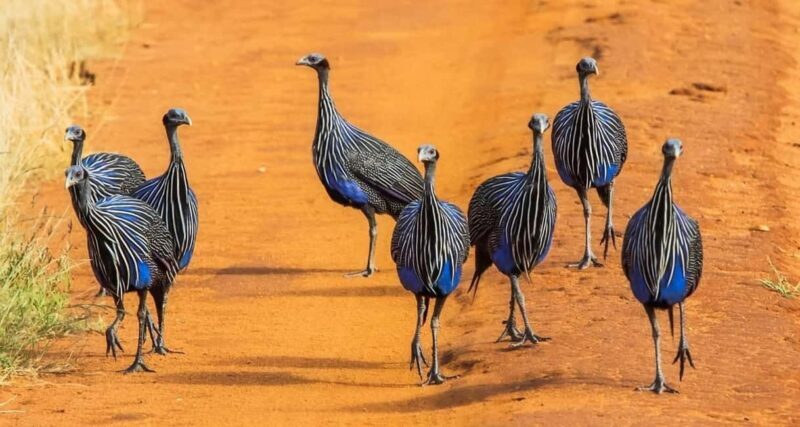 3 DAYS SAFARI TO TSAVO EAST AND WEST NATIONAL PARK - What Makes This Safari Worth Considering?