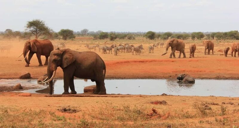 3 DAYS SAFARI TO TSAVO EAST AND WEST NATIONAL PARK - What’s Included & What You Should Know