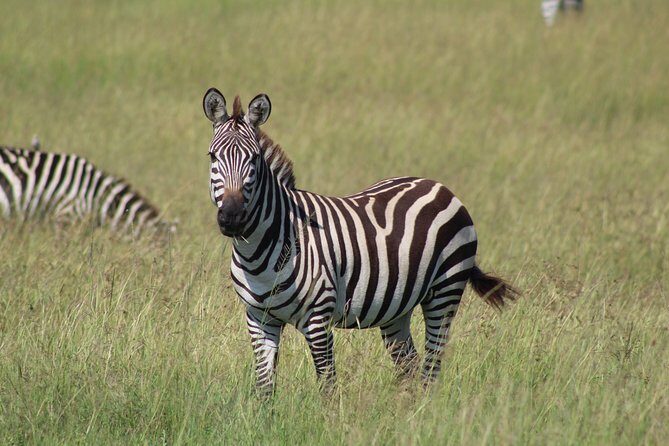 3 Days Safari Tour in Lake Manyara and Ngorngoro - Overview of the Safari Experience