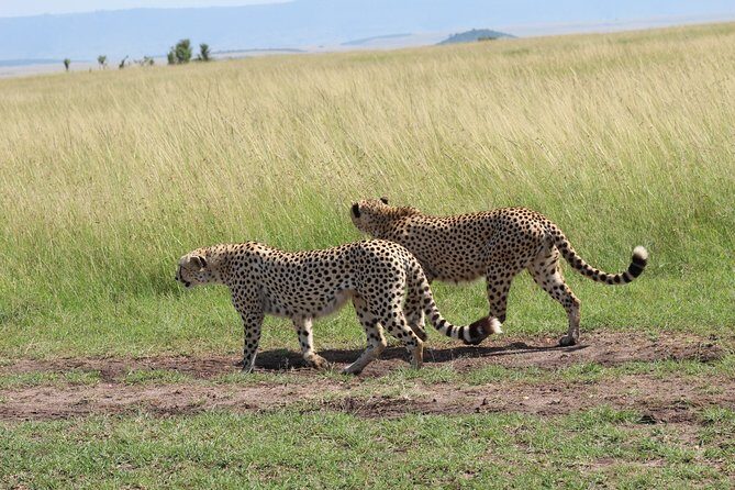 3 Days Safari Tour in Lake Manyara and Ngorngoro - Authentic Experiences from Reviews