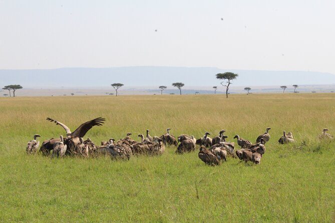 3 Days Safari Tour in Lake Manyara and Ngorngoro - Who Should Book This Tour?