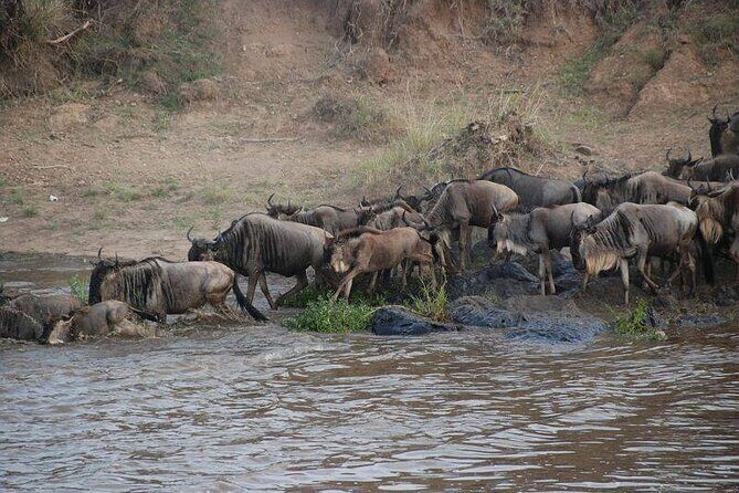 3 Days Safari Tour in Maasai Mara - Key Points