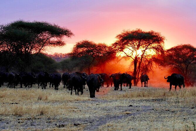 3 Days Safari Tour in Maasai Mara - A Close Look at the 3-Day Maasai Mara Safari