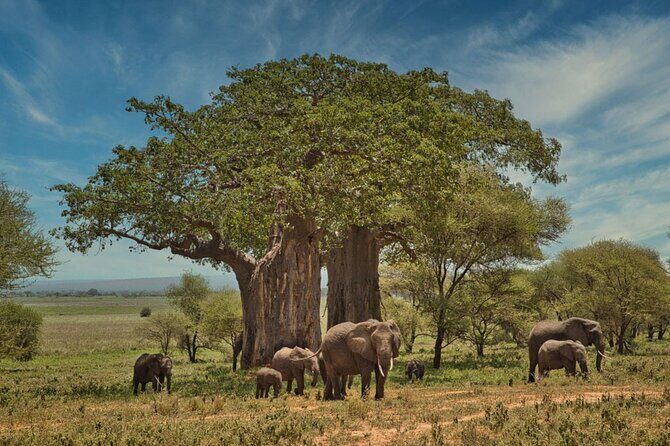3 Days Safari Tour in Tarangire and Ngorongoro - Key Points