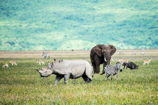 3 Days Safari Tour in Tarangire and Ngorongoro - An Introduction to a Tanzania Safari Adventure