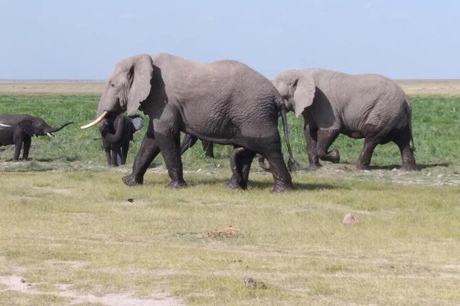 3 Days safari Tsavo East and Amboseli national park. - What to Expect from the 3-Day Safari