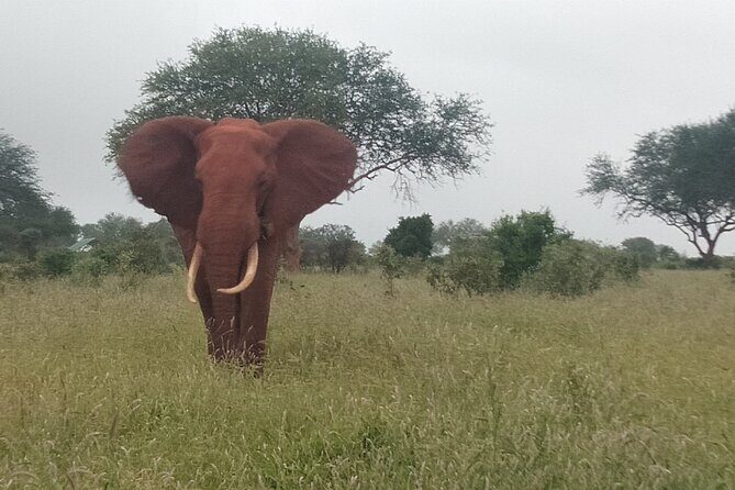 3 Days safari Tsavo East and Amboseli national park. - Summing It Up: Who Will Love This Safari?