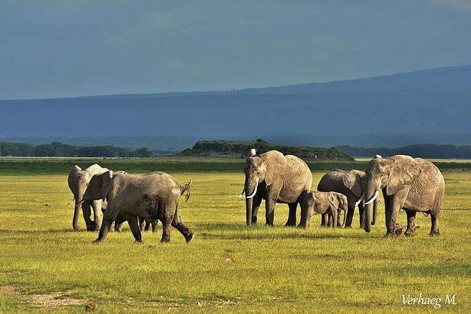 3 Days safari Tsavo East and Amboseli national park. - Frequently Asked Questions