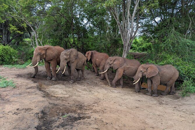 3 Days Safari Tsavo East and Taita Hills Saltlick Lodge - The Overview of the 3-Day Safari Experience