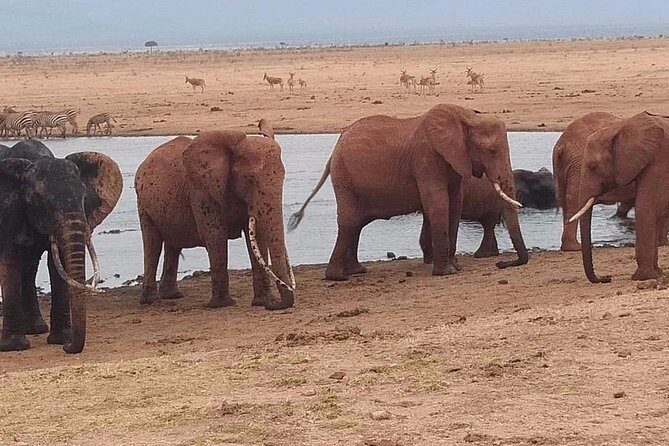 3 days safari Tsavo East and West - Introduction