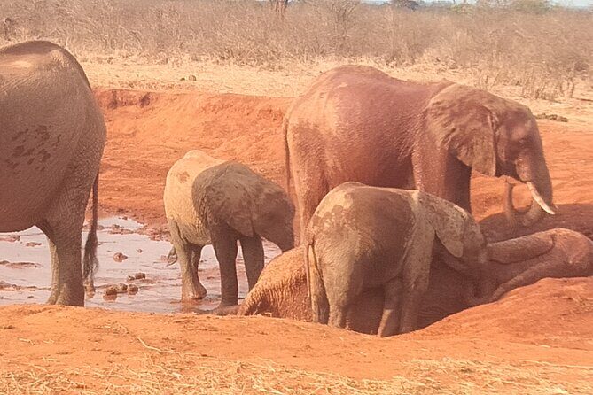 3 days safari Tsavo East and West - Key Points