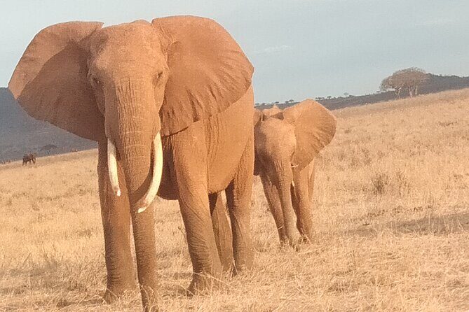 3 days safari Tsavo East and West - Day 2: Tsavo West, Mzima Springs & Rhino Sanctuary