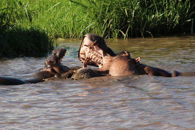 3 days safari Tsavo East and West - Day 3: Final Safari & Return Journey