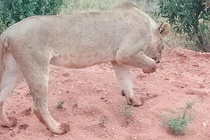 3 days safari Tsavo East and West - Transportation & Comfort