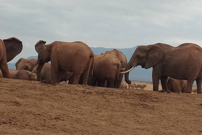 3 days safari Tsavo East and West - Wildlife & Landscape