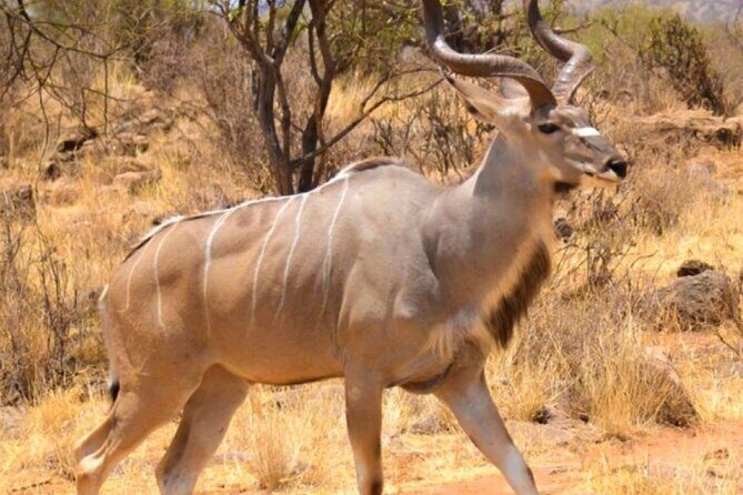 3 Days Samburu National Reserve Private Safari from Nairobi - Day 1: From Nairobi to Samburu - Setting Off on Your Adventure