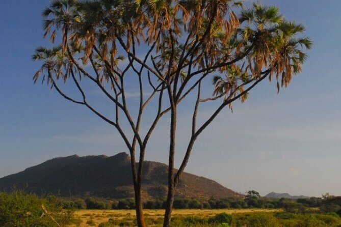 3 Days Samburu National Reserve Private Safari from Nairobi - Day 2: Deepening the Wildlife Encounter