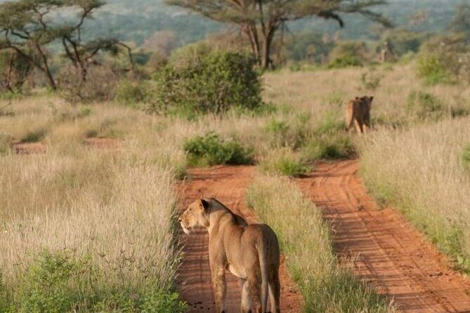 3 Days Samburu National Reserve Private Safari from Nairobi - Guides and Service