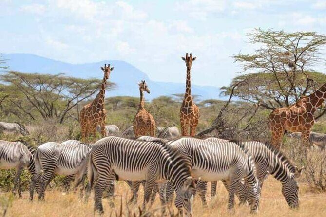 3 Days Samburu National Reserve Private Safari from Nairobi - Value for Money