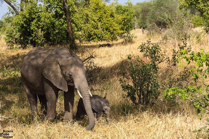 3 Days Selous Game Reserve Fly From Zanzibar - Key Points  
