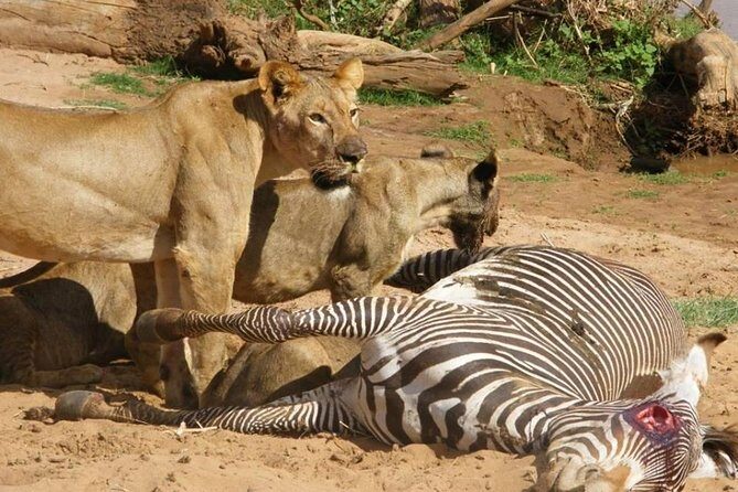 3 Days Selous Game Reserve Fly From Zanzibar - What to Expect from the 3-Day Selous Safari Tour