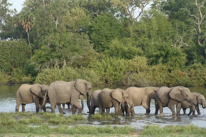 3 Days Selous Game Reserve Fly From Zanzibar - Wildlife & Experience Highlights