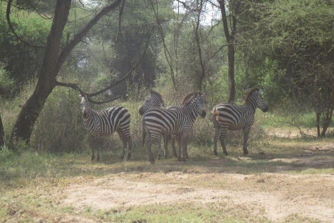 3 Days Selous Game Reserve Fly From Zanzibar - Who Is This Tour Best For?  