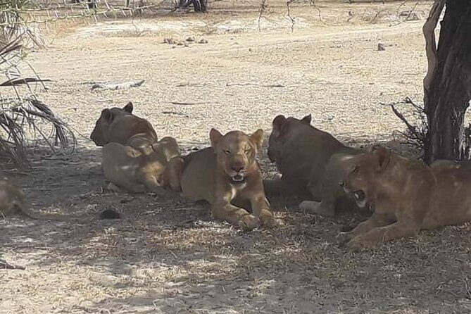 3 Days Selous Game Reserve Fly From Zanzibar - FAQs