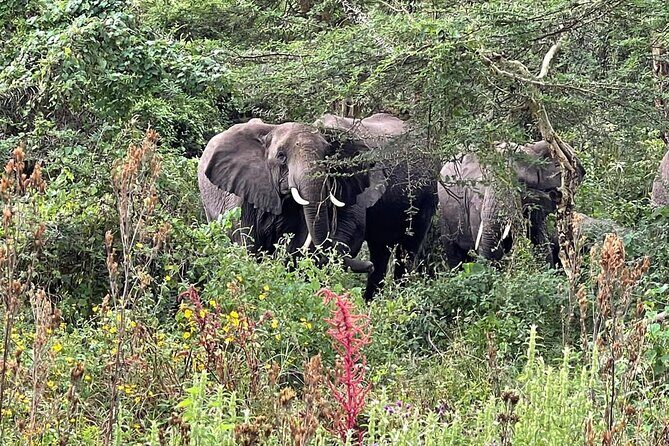 3 Days Selous (Nyerere National Park) - An In-Depth Look at the 3-Day Selous (Nyerere) Safari