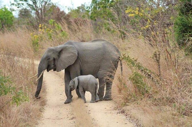 3 Days Selous (Nyerere National Park) - FAQs about the 3 Days Selous (Nyerere) Safari