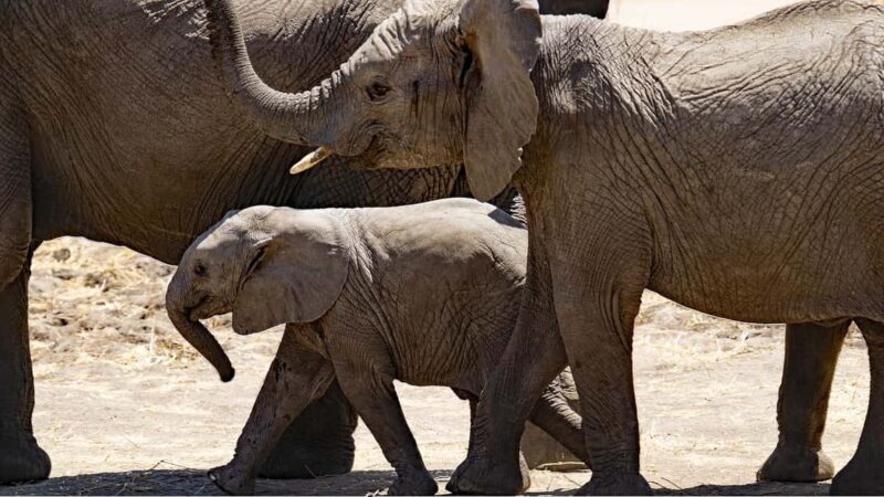 3 Days Selous/Nyerere NP : Game Drive, Boat & Walking Safari - Discover the Wild at Selous/Nyerere NP: A 3-Day Safari Adventure