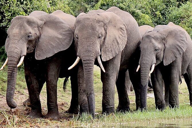 3 Days Serengeti and Ngorongoro Budget Tour - An In-Depth Look at the Itinerary