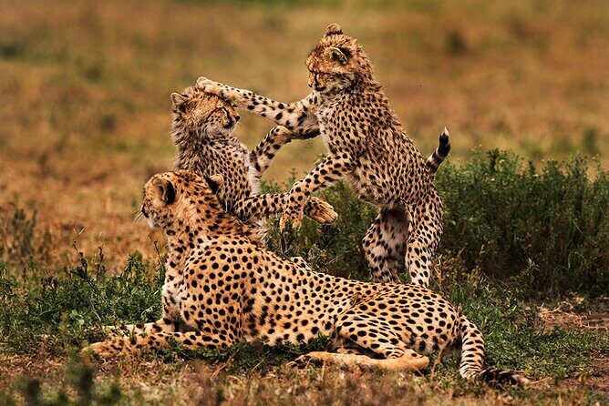 3 Days Serengeti and Ngorongoro Budget Tour - The Role of Guides and Wildlife Watching