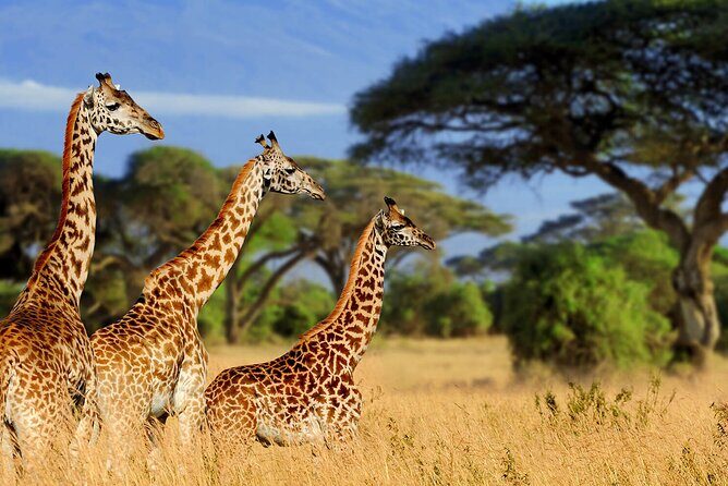 3 Days Serengeti and Ngorongoro Budget Tour - Authentic Encounters and Budget Consciousness