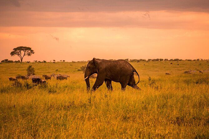 3 Days Serengeti and Ngorongoro Budget Tour - Final Thoughts