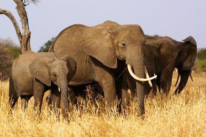 3 Days Serengeti and Ngorongoro Crater Safari from Mwanza to Arusha - Final Thoughts