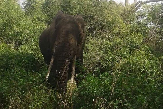 3 Days Serengeti National Park from Zanzibar - A Practical Look at the 3-Day Serengeti Safari from Zanzibar