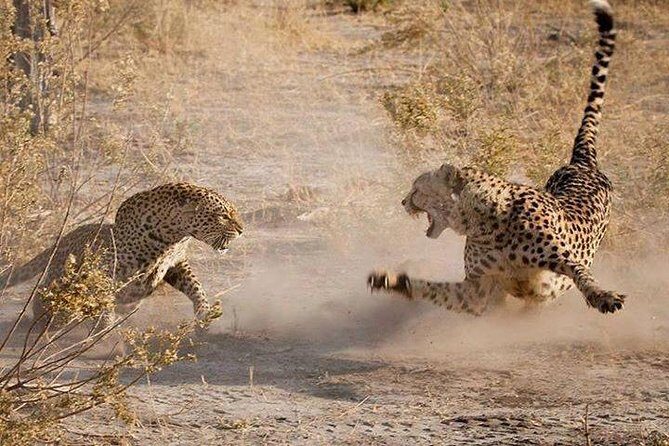 3 Days Serengeti National Park from Zanzibar - What You’ll Love About This Safari
