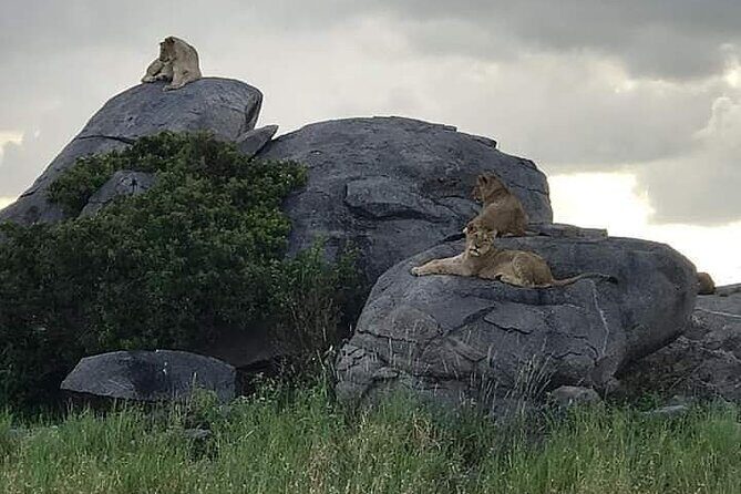 3 Days Serengeti National Park from Zanzibar - The Sum Up: Who Is This Tour Best For?