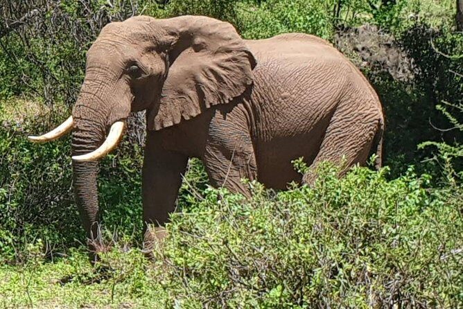3 Days Serengeti National Park from Zanzibar - FAQs